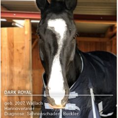 Read more about the article Dark Royal