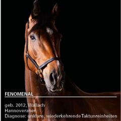 Read more about the article Fenomenal